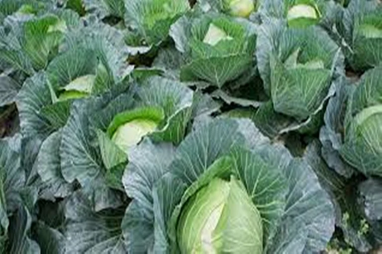From Cotton To Cabbage – Kaveri Seed’s New Journey - null