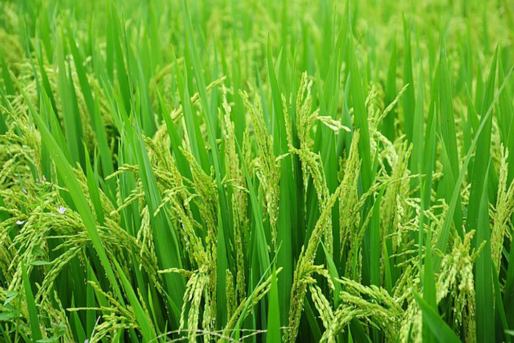 Paddy Procurement Under MSP Rises 17.52% Over Last Year Corresponding