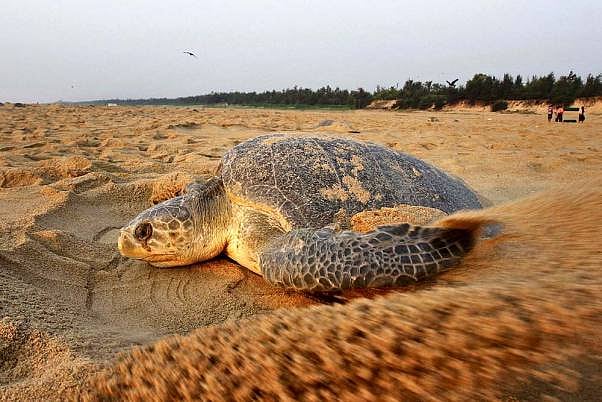 Mass Nesting Of Olive Ridley Turtles Likely On Odisha's Gahirmatha Beach Within 14 Days: Official