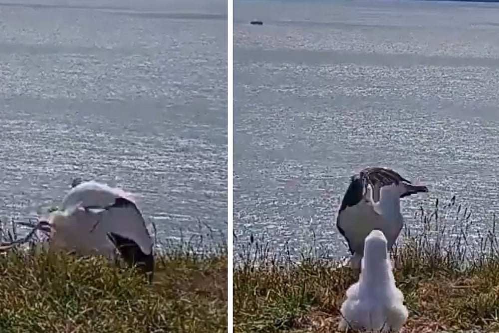 Faceplanting Is My Claim To Fame: Watch Viral Video Of Albatross Landing Straight On Face