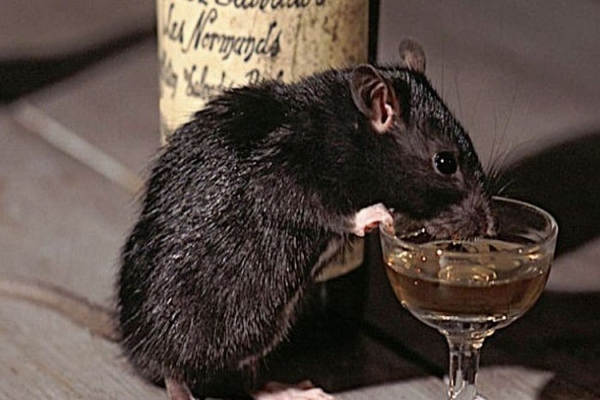 Cops In UP Blame Rats For Disappearance Of Seized Illicit Liquor