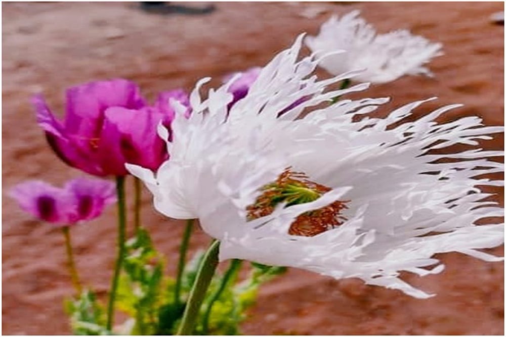 Poppy flower