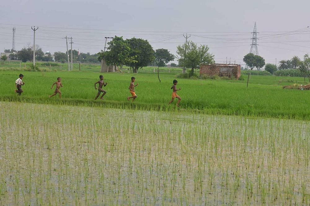 India Among Fastest Growing Markets For Crop Protection Chemicals: Study