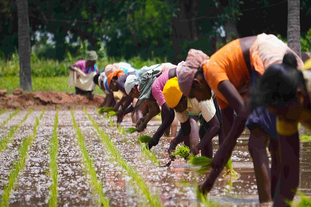 Study Says Women Farmers Can Increase Yield 20-30%: UN Body