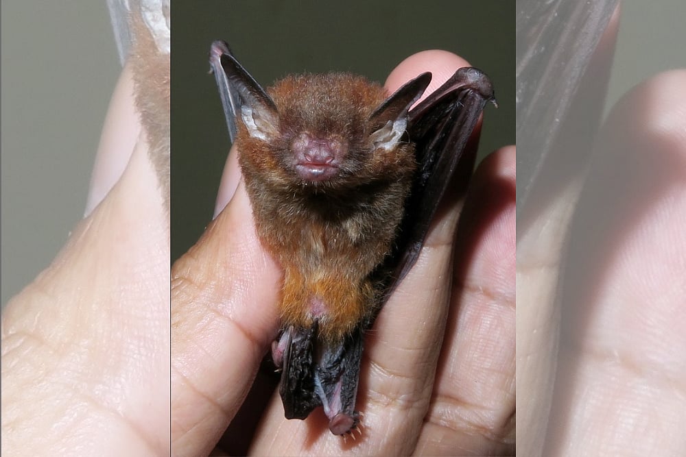 Scientists Discover New Bamboo-Dwelling Bat Species In Meghalaya