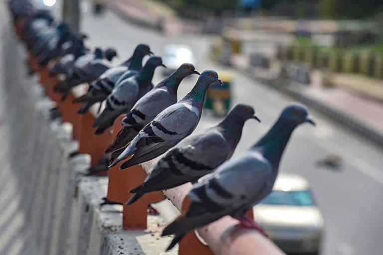 Maharashtra’s health department has instructed the city’s municipal body, to close down 51 officially recognized pigeon feeding zones. - File photo