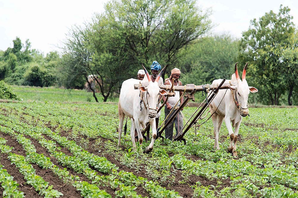 India’s Farm Exports Up 18.49% In Apr 2020-Feb 2021