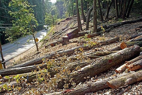 Delhi HC directs Forest Dept to furnish information regarding felling of trees and removal of encroachments from forest areas
