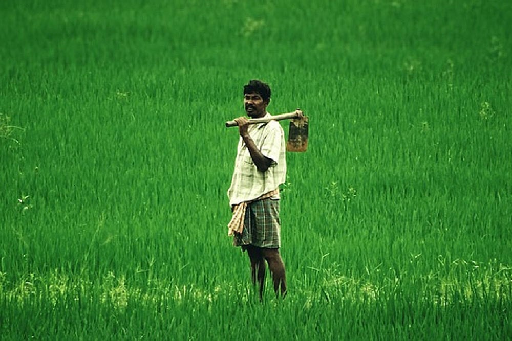 14,491 Ha In A&N Islands Conferred Organic Certification