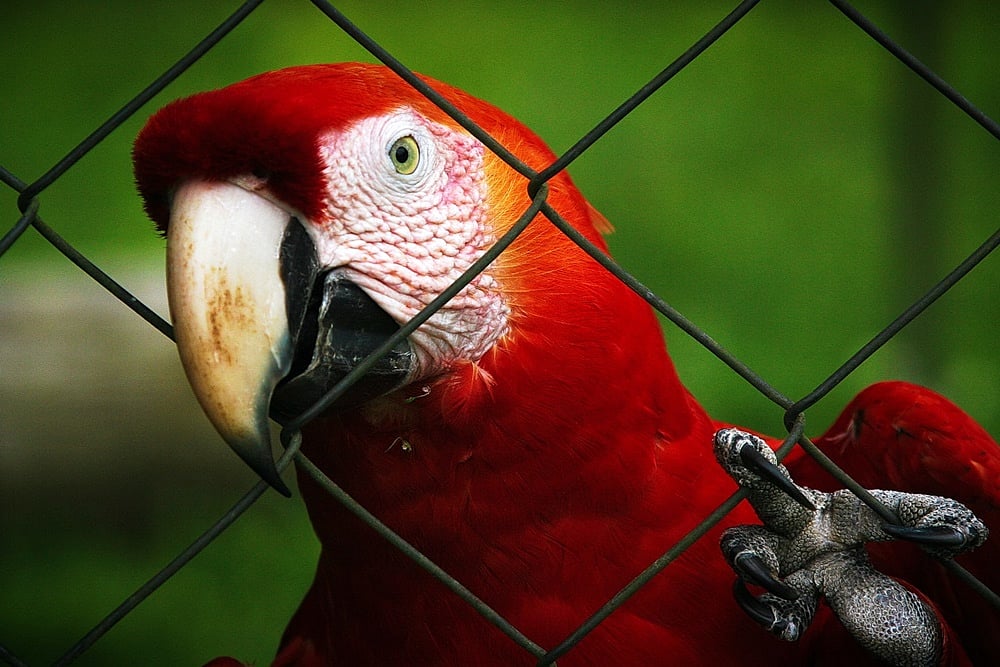It’s A Permanent Lockdown For Caged Birds