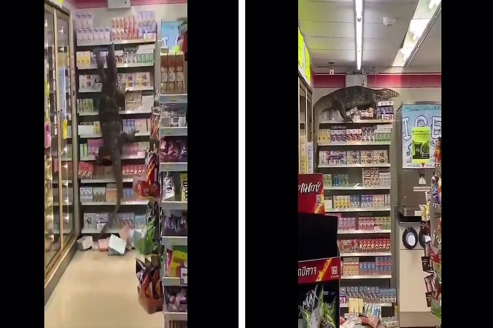 6-Foot Monitor Lizard Enters Thailand Supermarket, Climbs Up Shelves | Watch Video Here