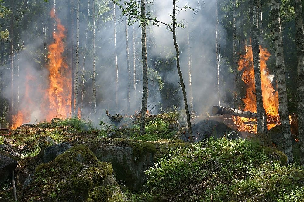 Wildfires Reignite in Uttarakhand