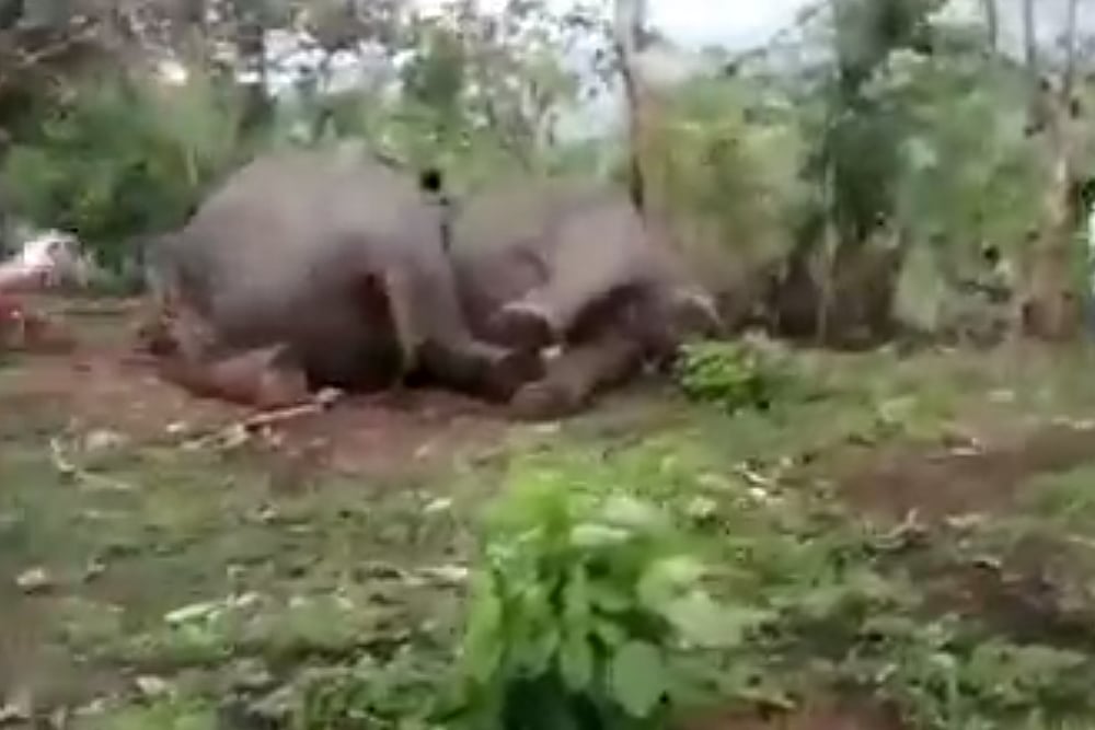 18 Elephants Die As Lightning Strikes In Assam’s Nagaon