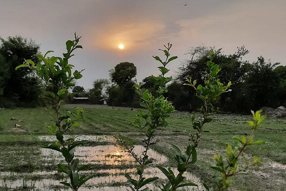 Meet To Assess Future Of Food & Agriculture Amidst COVID-19 Pandemic