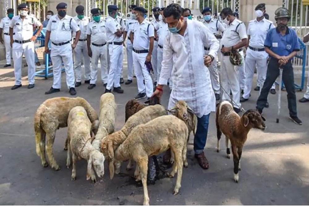 Upset Over Sheep Protest At Raj Bhavan Gate, West Bengal Governor Seeks Explanation From Police