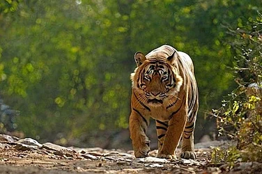 Outlook Explains | Why Wildlife Deaths Are Staining Madhya Pradesh's Conservation Record
