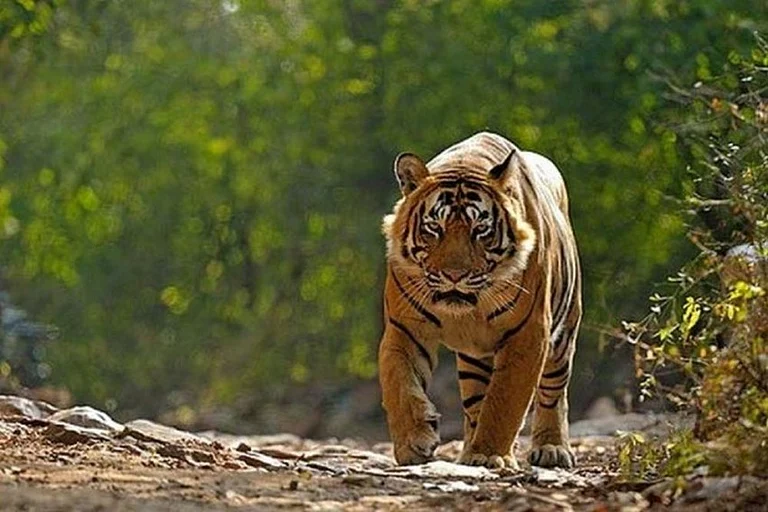 Tiger - null