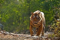 Outlook Explains | Why Wildlife Deaths Are Staining Madhya Pradesh's Conservation Record Tiger