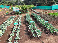 Strengthening A Nutrition Sensitive Approach In Agriculture In India Strengthening A Nutrition Sensitive Approach In Agriculture In India