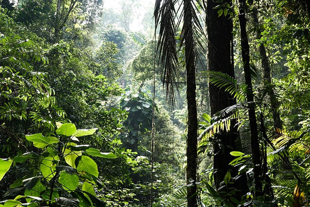 One Among Nature: Protecting Our Ecosystems