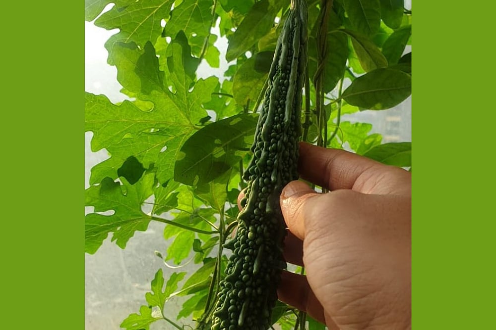 Vertical Farming Market To Reach USD 21.15 BN By 2028