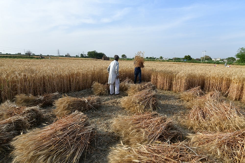 Punjab, Haryana, MP, Rajasthan Likely To Meet Wheat Procurement Target