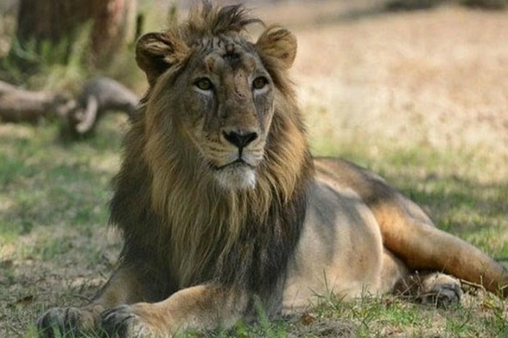 Rajasthan Man Jumps Into Lion Enclosure At Zoo, Mauled To Death