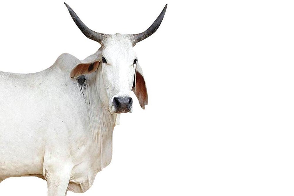 Oximeters, Thermal Scanners For Cows In UP's 'Gaushalas'