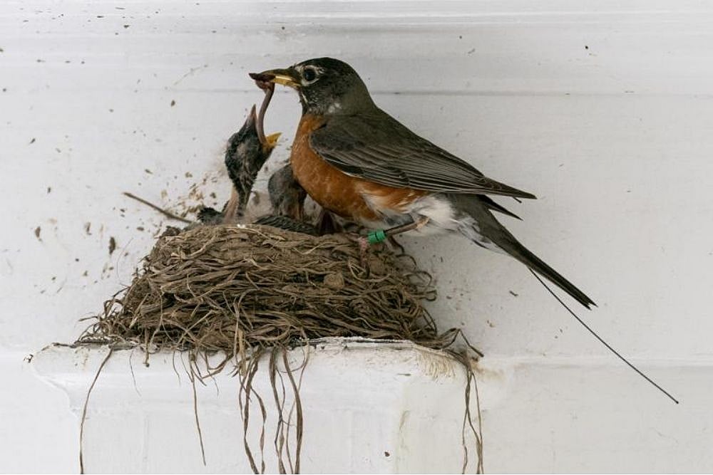 Scientists To Trace Bird Migration With Tech