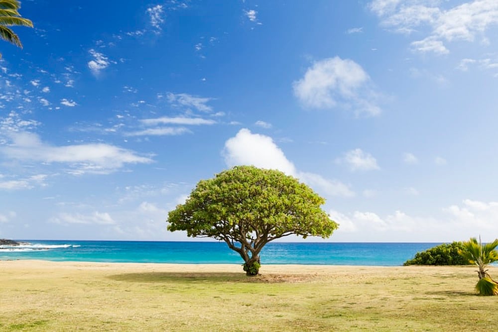 Amid Burial Grounds Running Out Of Space, ‘Tree Burials’ Are Gaining Popularity In Japan