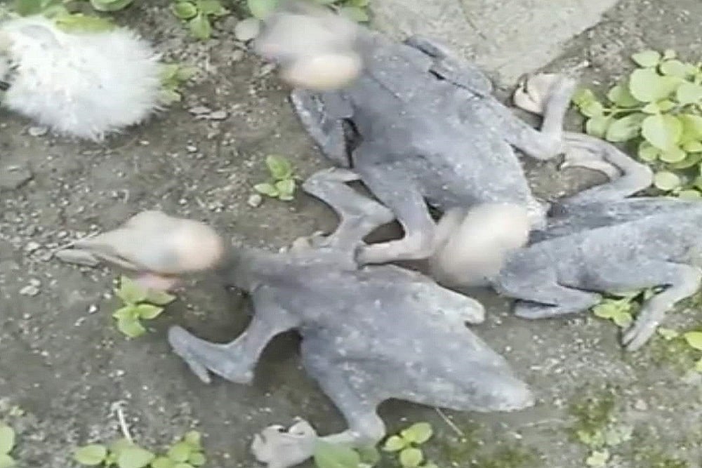 Covid Fear: Egret Chicks Killed In Assam’s Udalguri