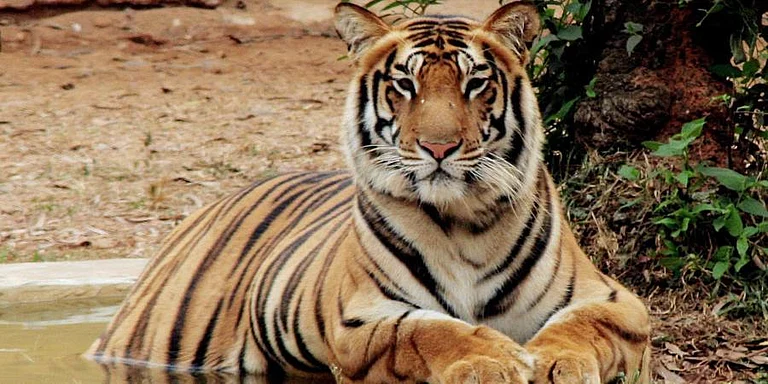Royal Bengal Tiger - | file pic |
