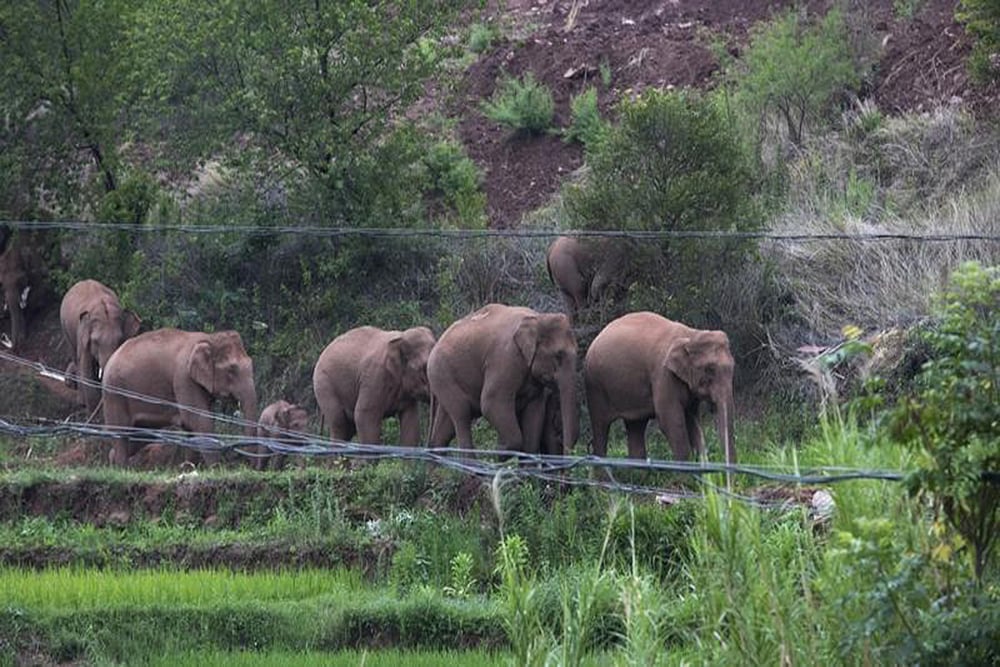 Elephants need to move. It is embedded in their DNA and a natural necessity. If the free-ranging giants do not move both forest and animal would perish, such is the way in nature.