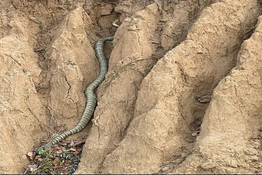 For First Time, King Cobra Documented In Himachal