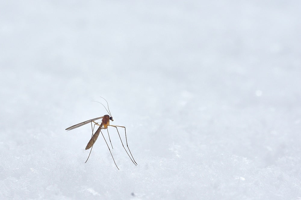 Delhi: 38 Dengue Cases Reported in 2021; Mosquito-Breeding Found At 334 Construction Sites