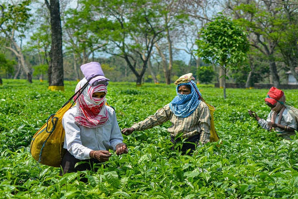‘Irregularities Point To Corruption’: Assam Congress Slams Govt For PM-Kisan Scheme Anomalies