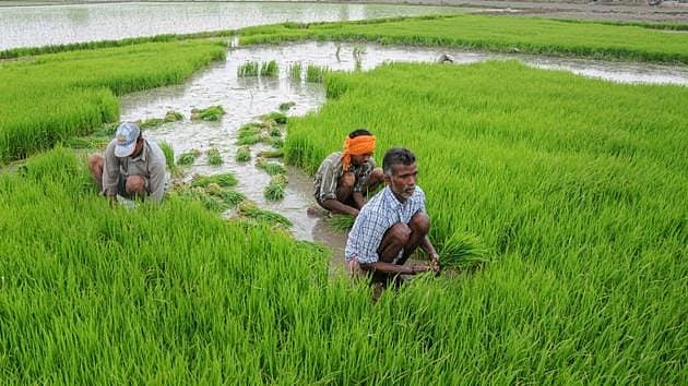 The Himachal Bank Will Conserve Indigenous Organic Seeds