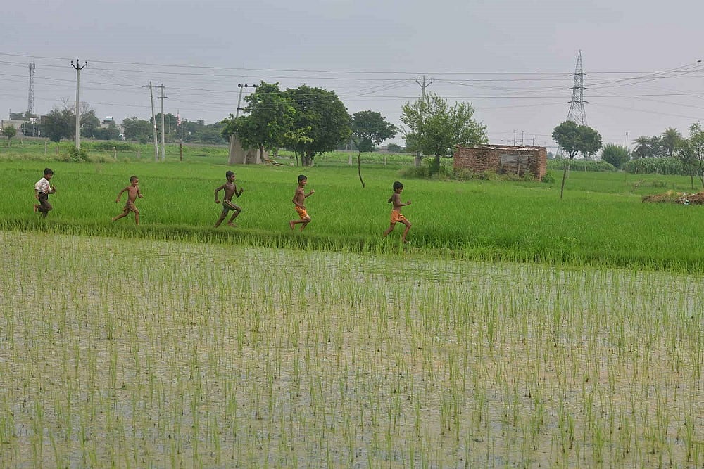 Organic Farming For Sustainable Agriculture And Food Systems In India - null