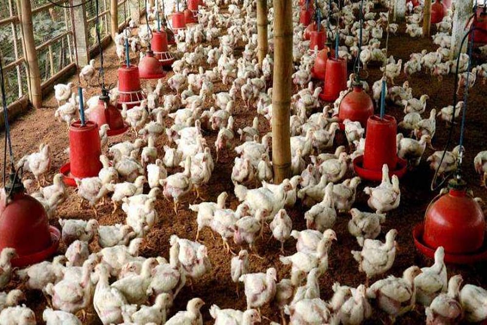 Explained: What Is H5N1 Avian Influenza, Symptoms, And More - null