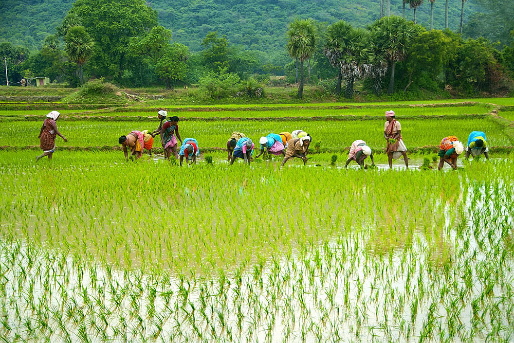 This Minimum Price Does Not Offer Enough Support, Protest Farmer Unions