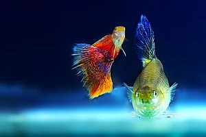 Ornamental Fishery: Could Farmers Reap Gold?