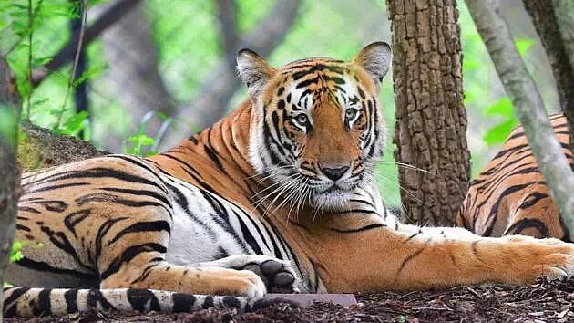 Tiger Attack Kills Farmer In Mysuru; Safaris Suspended In Nagarahole And Bandipur