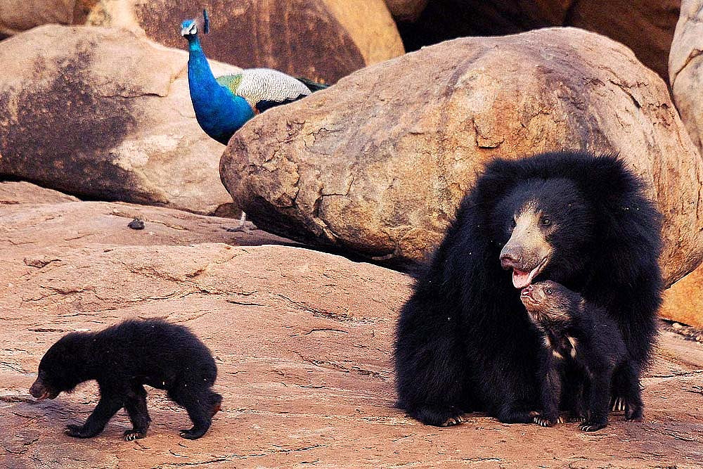 Wild Bear Rescued From Well In Odisha