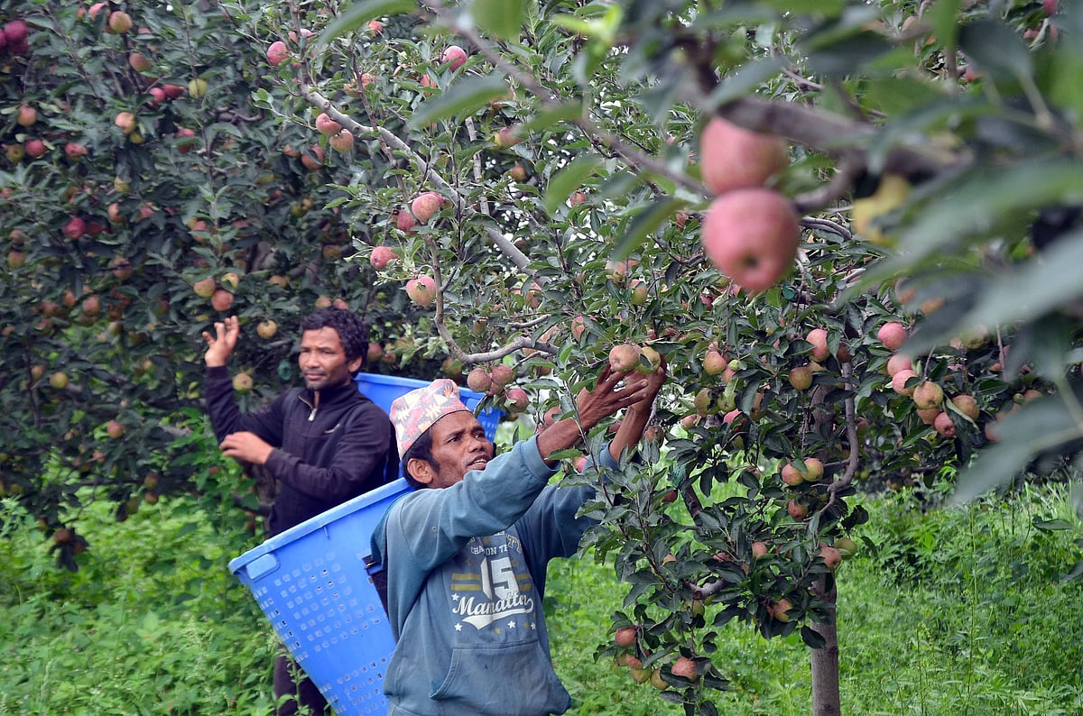 File photo : 
The upper reaches of Shimla recorded two to three spells of snow, with the first one being quite heavy, even up to two feet. This was especially helpful in a region having experienced dry conditions earlier in the season. Adequate soil moisture supports healthy bud development and prepares the trees for flowering and fruit set.