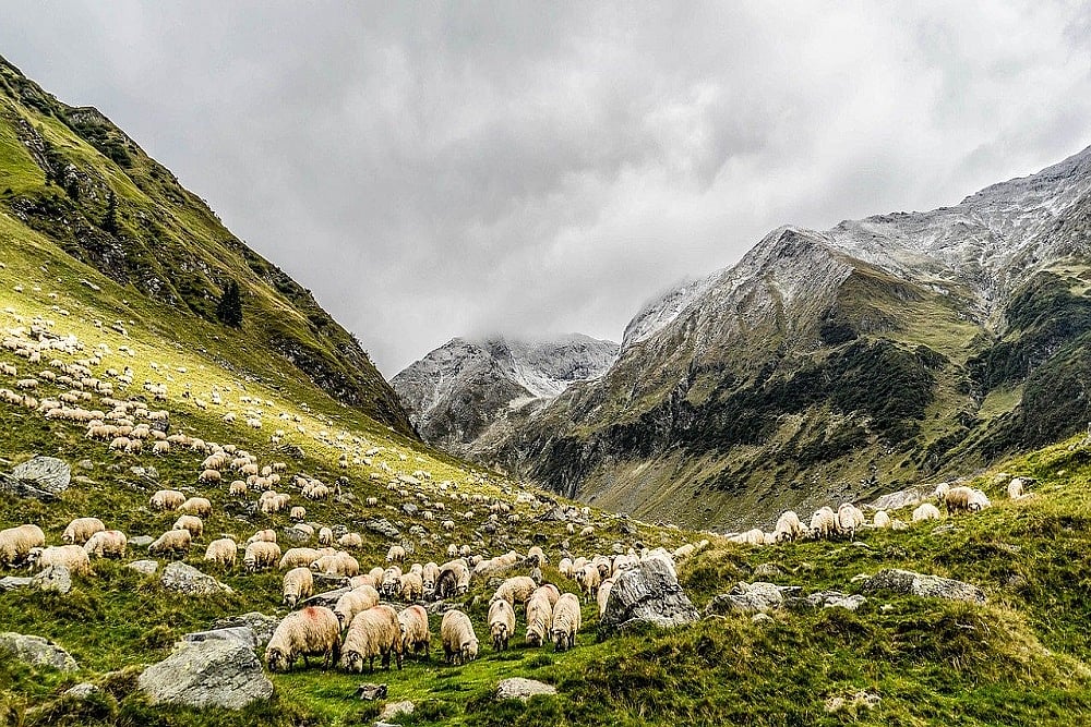 Pastoralists, Original Livestock Keepers Of Civilisation, Pushed To Margins