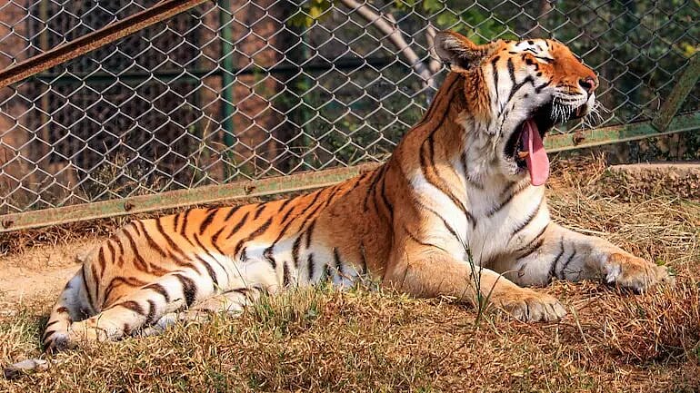 Madhya Pradesh: Forest Department Catches Poacher, Seizes Tiger Bones And Deer Horns