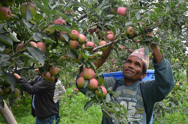 Representative Image- Apple orchard - File photo
