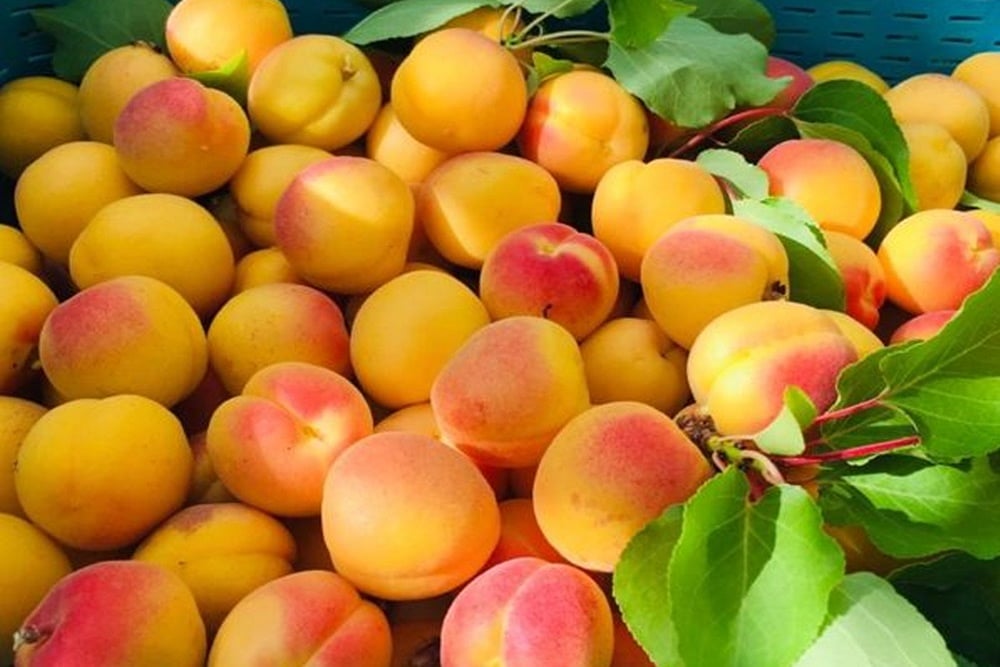 Apricot 