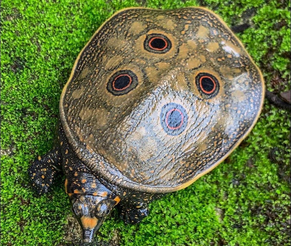 Odisha Fisherman Nets Super Rare Freshwater Turtle, Rewarded