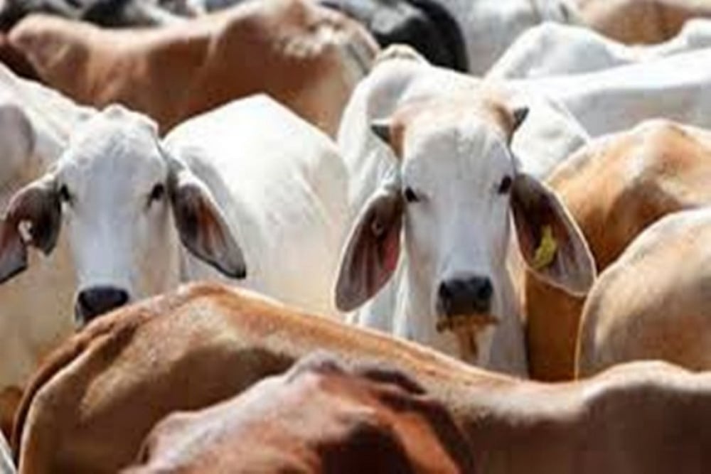 Man, 22, Arrested For Cow Slaughter From North Delhi Gulabi Bagh